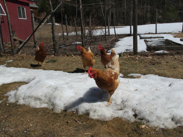 The chickens are enjoying finding bare ground!