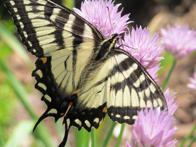 Swallowtail