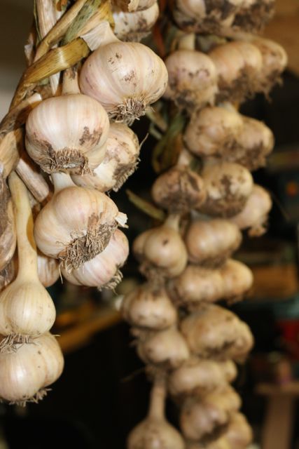 Garlic braids