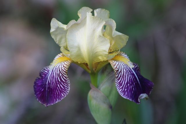 Grandmother's Iris