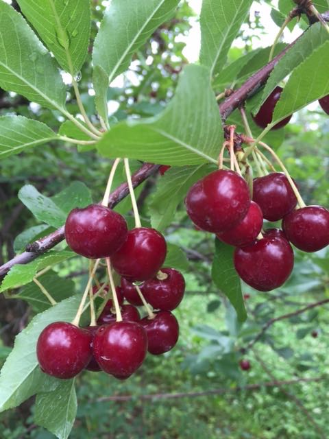 sour cherries