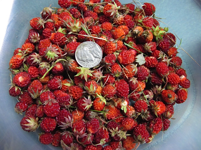 fruit, wild, berries