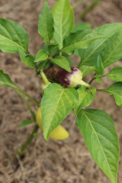 Peppers are coming along.