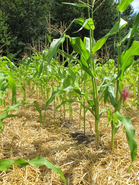 The corn is mulched!
