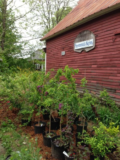 Morning Star Perennials & Nursery
