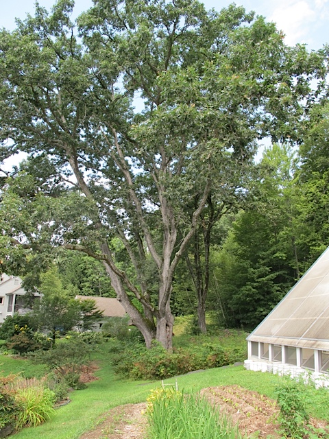 gardening, seed saving