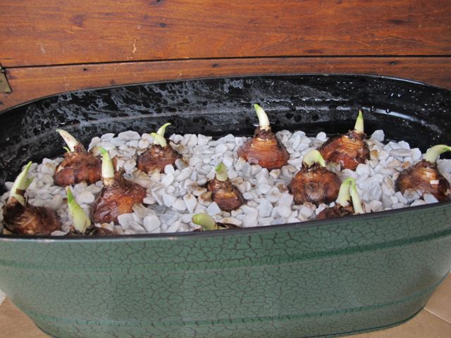 Forcing bulbs On The Home Front. gardening, prudent living