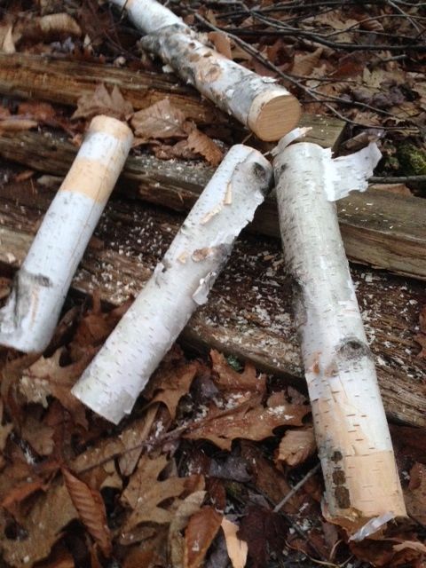 white birch logs