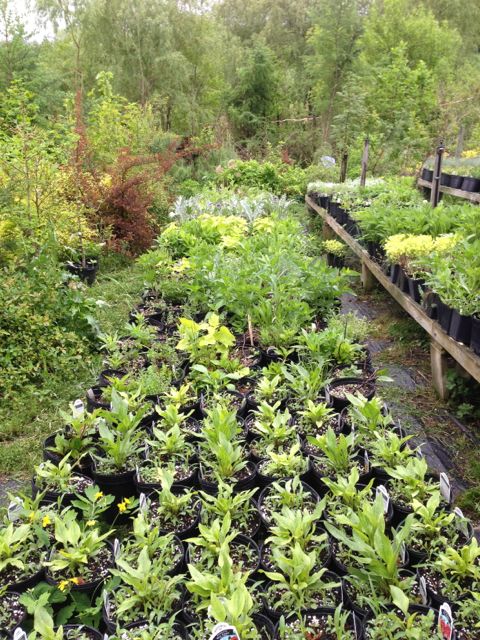 Numerous plants to choose from.