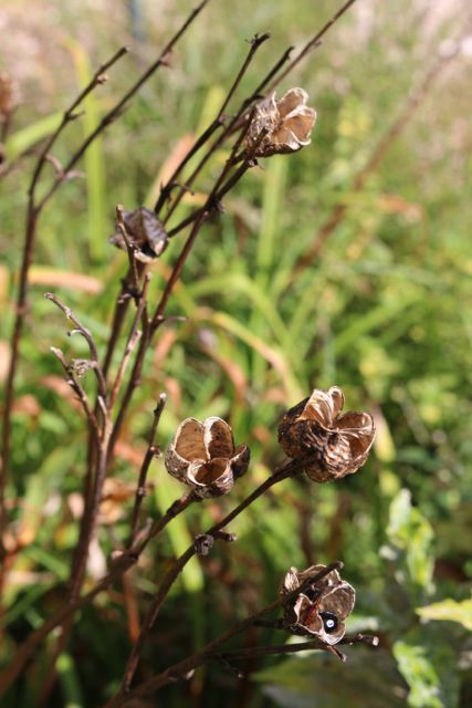 Dead seedpods to be cut.
