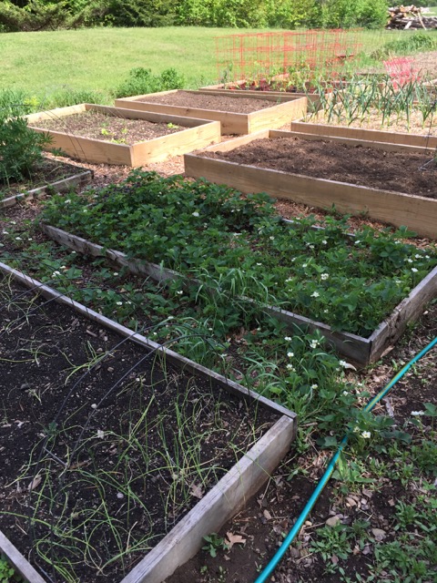 Raised beds