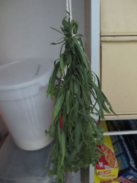 Drying the herbs in a dark, dry place.