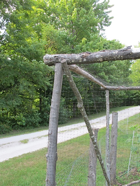 Corners of Blueberry Cage berries, protecting