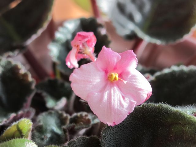 My new violet! prudent living, gardening