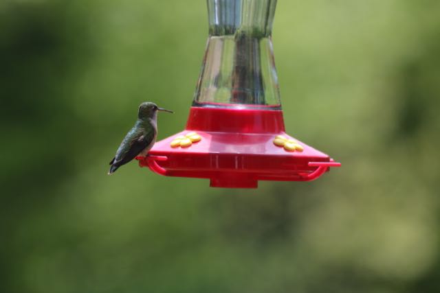 hummingbird