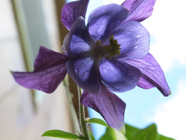 Columbine