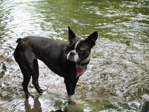 Riley loves the stream!