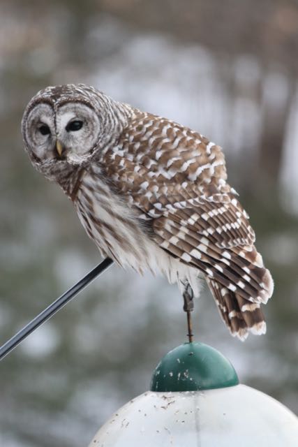 Barred Owl