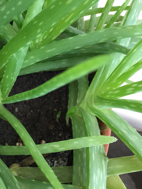 Propagating an Aloe Plant