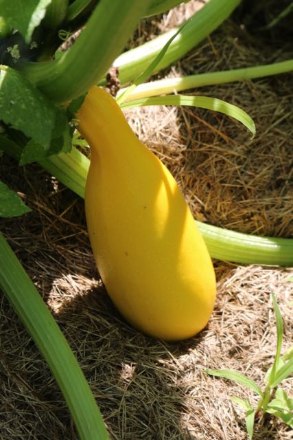 Yellow squash