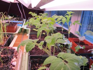 Vegetable Seedlings seed starting, seedlings