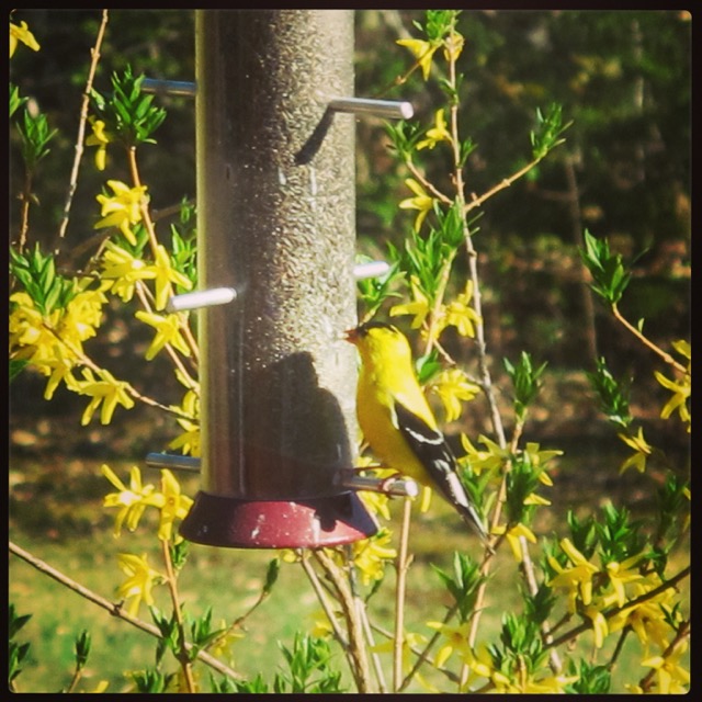 Goldfinch and forsythia