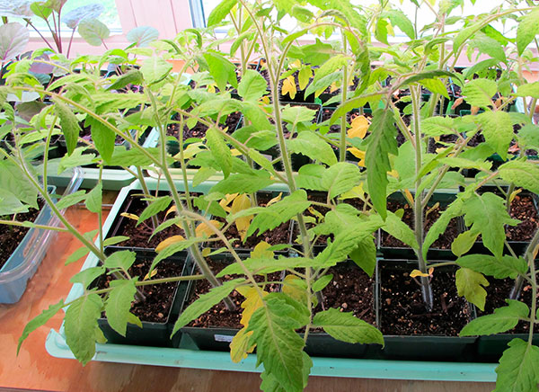 starting seeds Indoors