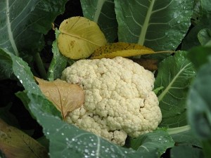 vegetables, west coast garden, cauliflower