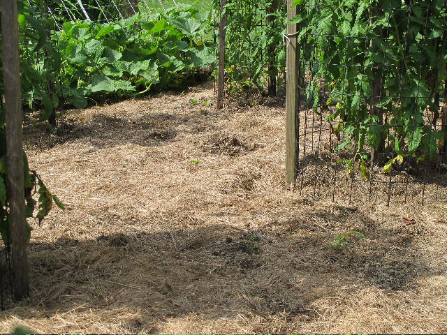 mulch, paths, tomato, weeds, grass clippings, carpet paths
