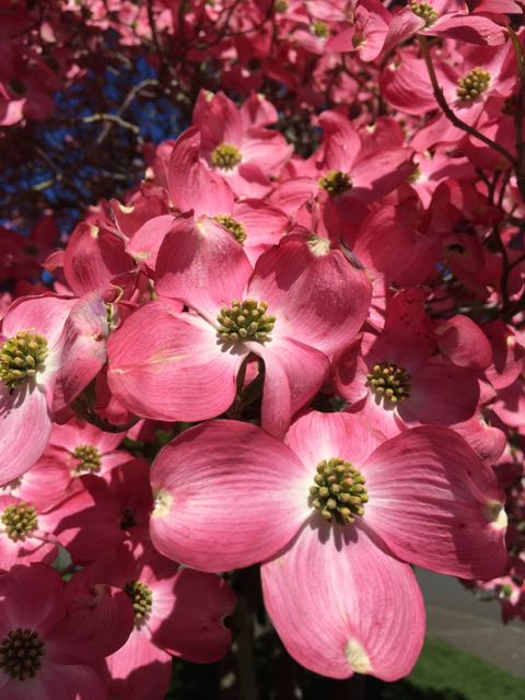 dogwood