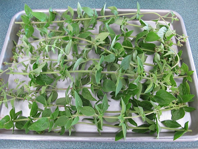 freezing oregano spices, harvest, prudent living