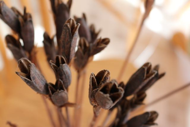 Dried Seed Pods