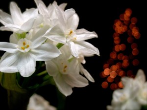 Narcissus, christmas lights