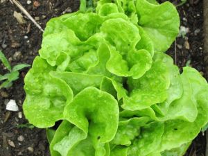 Lettuce