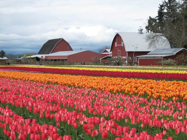 Tulip Town