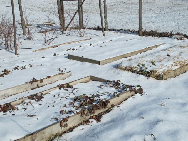 On The Home Front winter garden. garden, prudent living