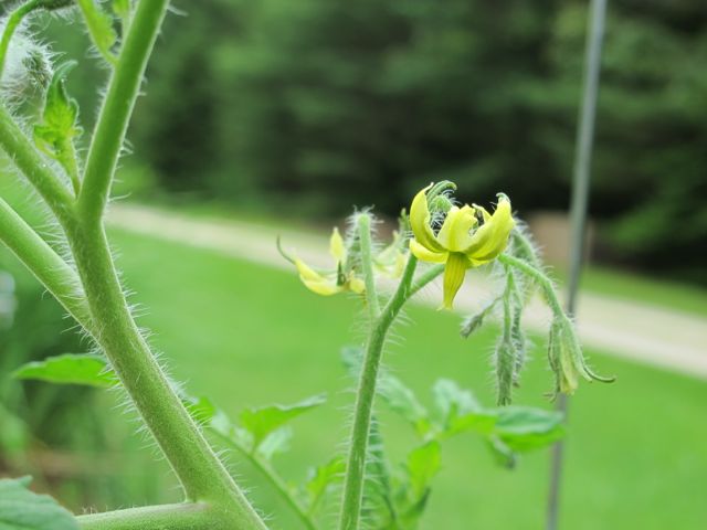 Blossoms on the tomatoes!