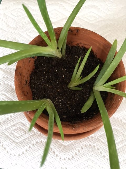 Propagating an Aloe Plant