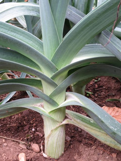 Leeks