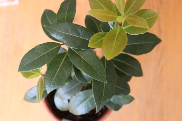 moving houseplants, Sweet Bay