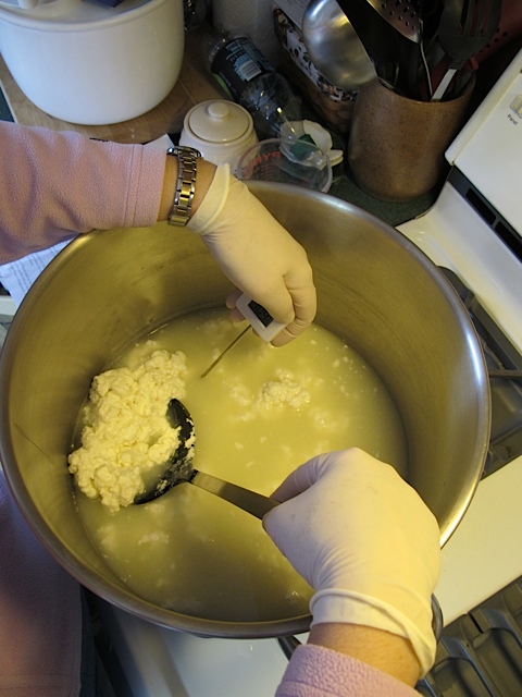 curds, whey, homemade cheese