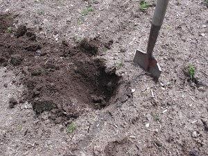 soil testing, vegetable garden