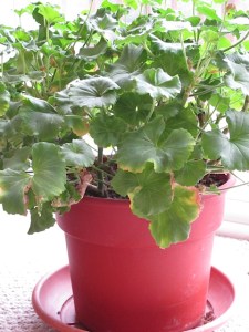 overwintering geraniums, plants, gardening
