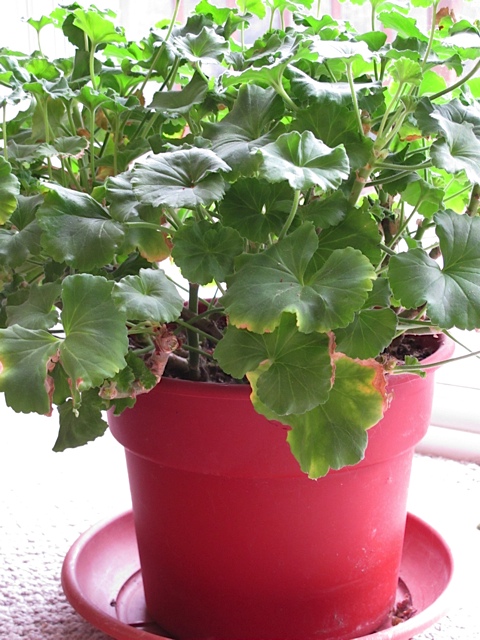 overwintering geraniums, plants, gardening