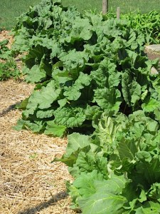 rhubarb, garden, spring