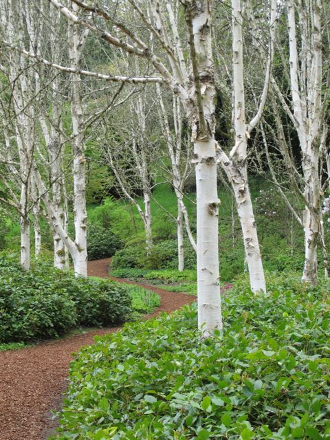 White Birch trees