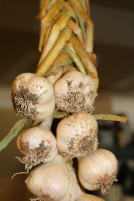 Garlic braid hanging
