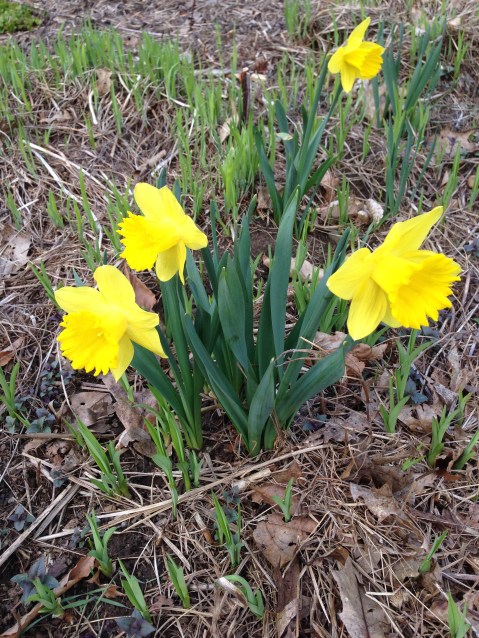 Daffodils are beginning to bloom!