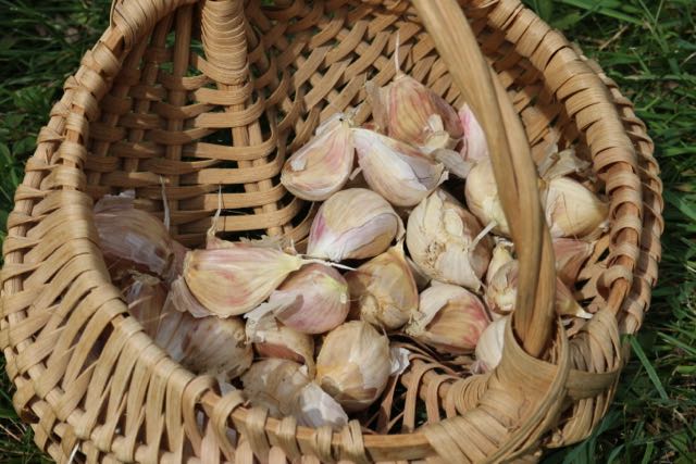 Individual garlic cloves