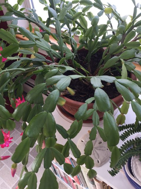 Propagating a Christmas Cactus